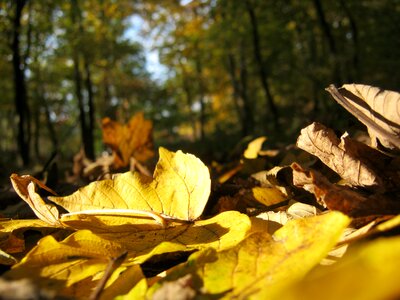 Autumn sunny leaves photo