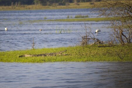 Water animal wildlife photo