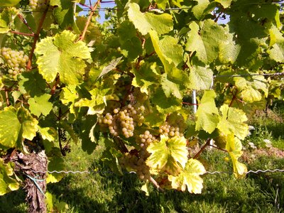 Vintage vineyards palatinate