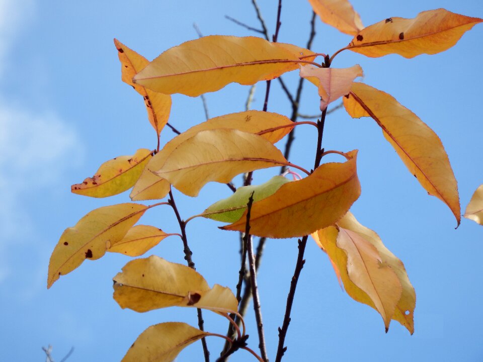 Emerge autumn forest