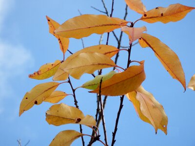 Emerge autumn forest