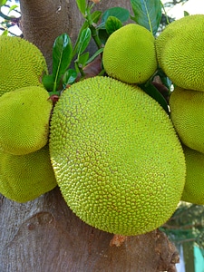 Large delicious fruit
