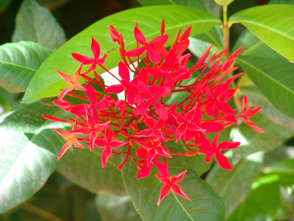Tropical color red