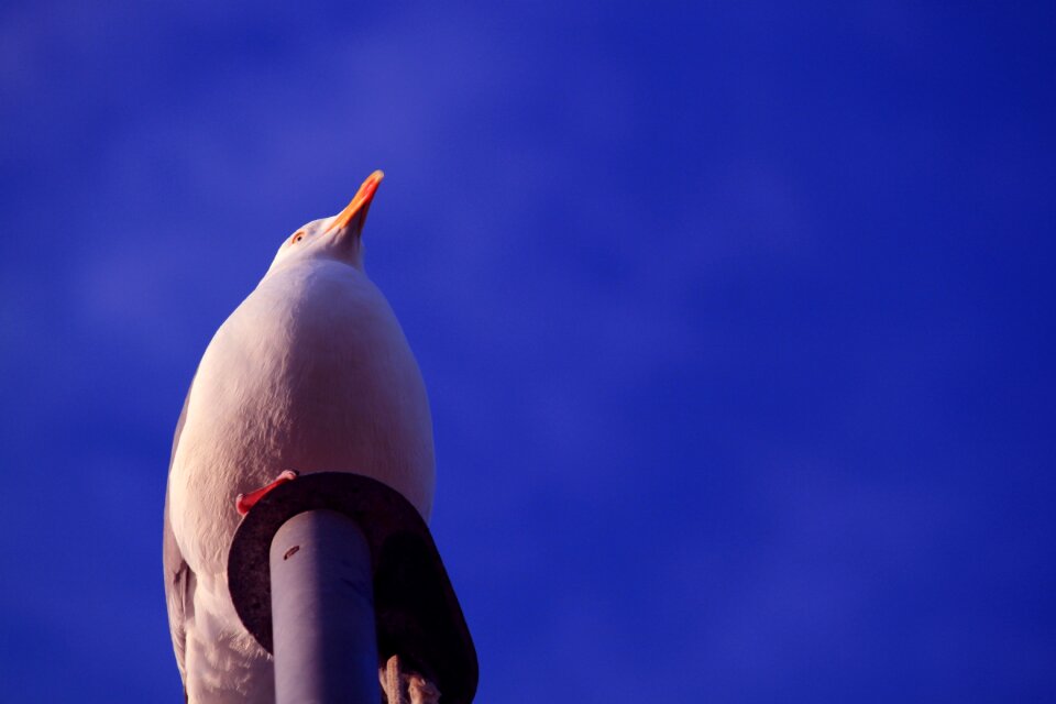 Vacations bird bill