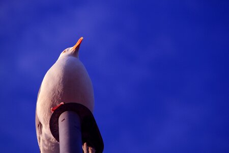 Vacations bird bill photo