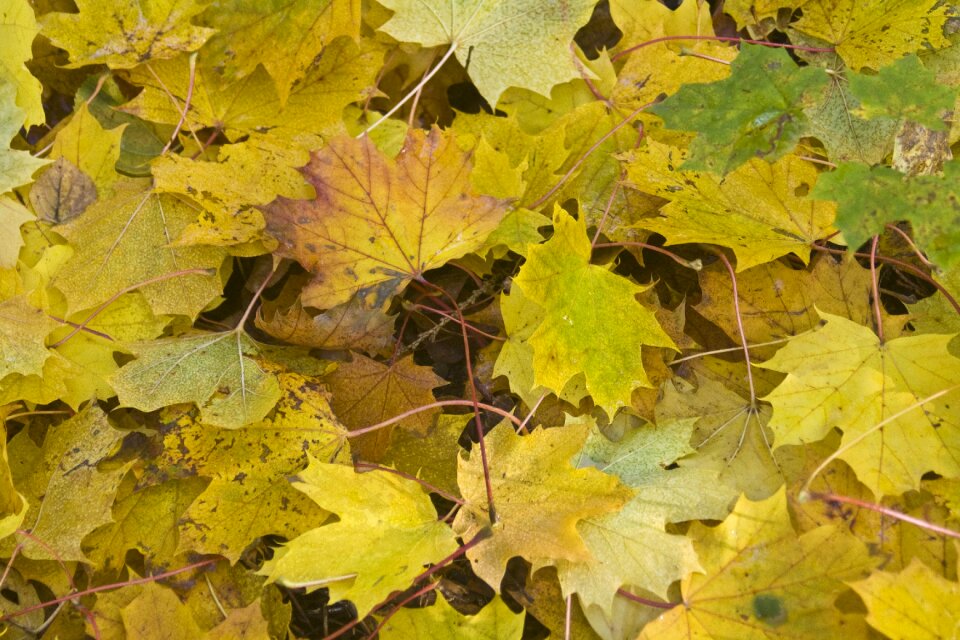 October autumn sunny