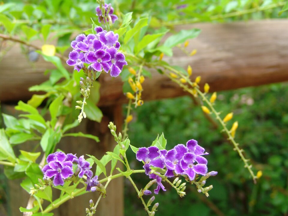 Tropical color purple