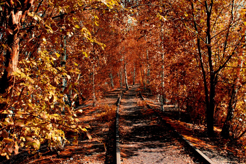 Colorful trees leaves