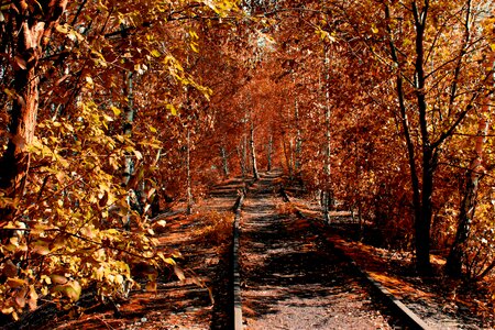 Colorful trees leaves