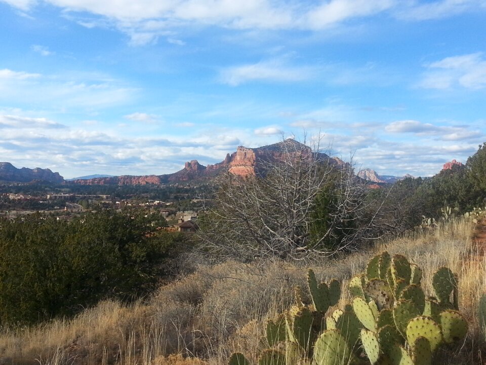 Red rocks desert cactus