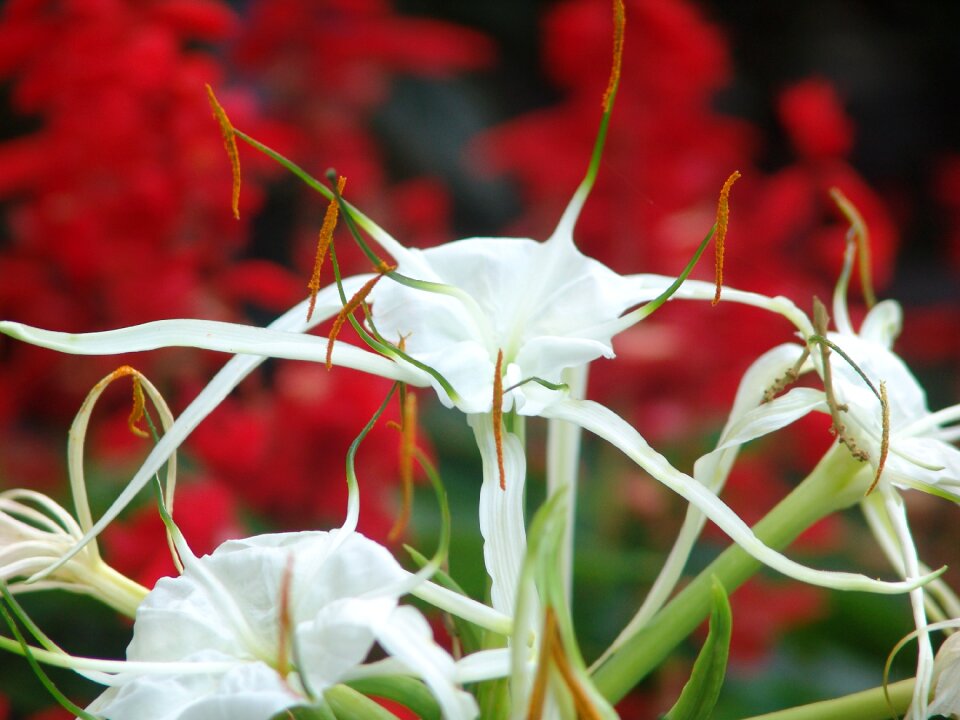 Garden botanical park