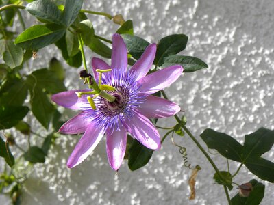Brazilian passionflower flower exotic