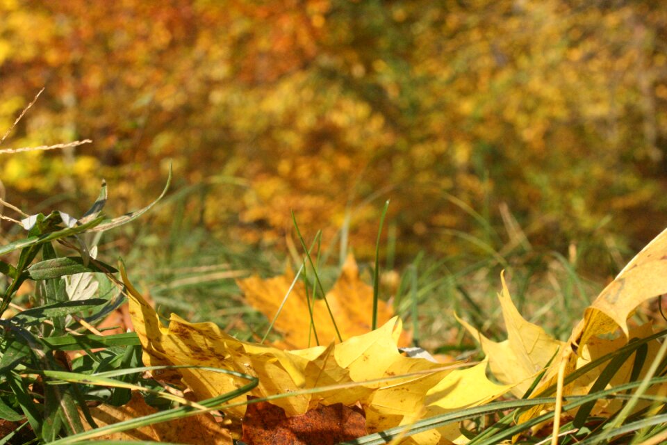 Autumn sunny leaves photo