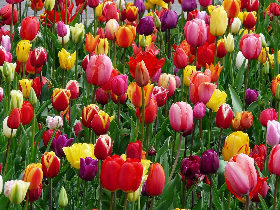 Colorful color cheerful