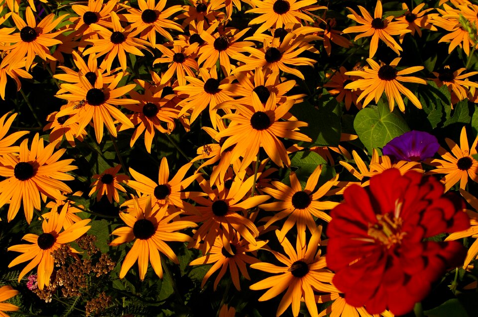 Daisy yellow daisies yellow
