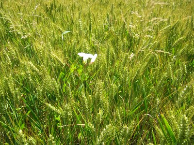 Field white green