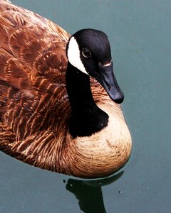 Swim animal bird photo