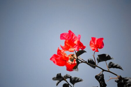 Mawanella ceylon nature photo