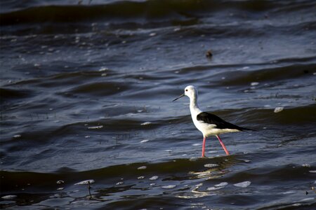 Pied stilt himantopus himantopus nature