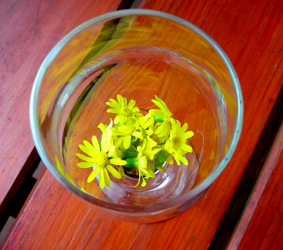 Daisy yellow flowers spring