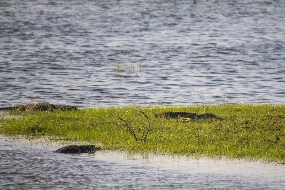 Water animal wildlife
