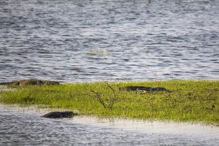 Water animal wildlife photo