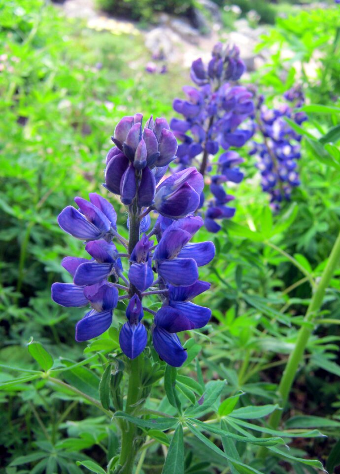 Garden botanical flowers