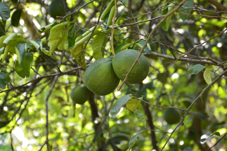 Green fruit nature