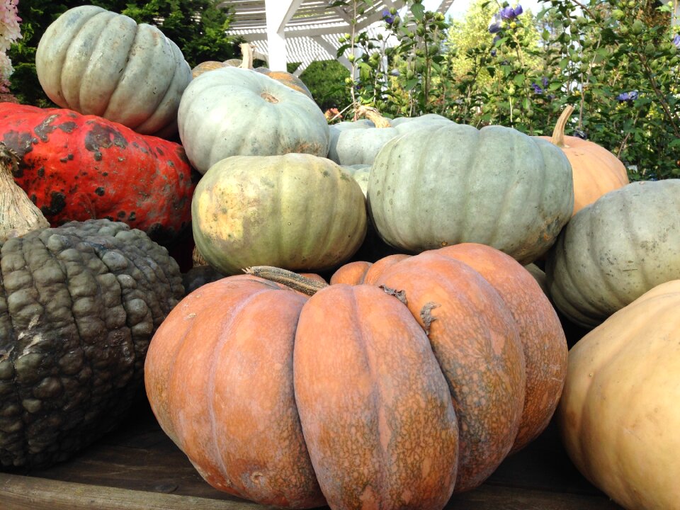 November october pumpkins