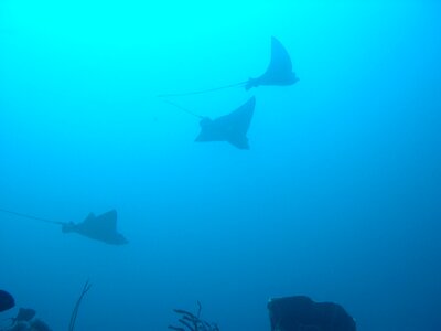 Sulawesi walea immersion