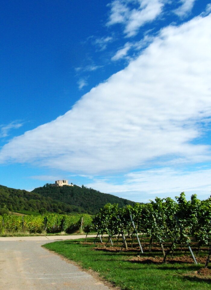 Vintage vineyards palatinate