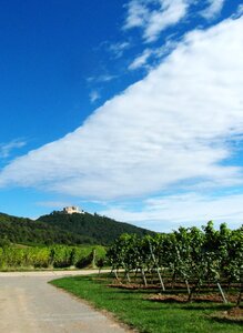 Vintage vineyards palatinate