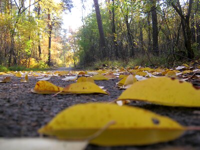 Leaves autumn bright