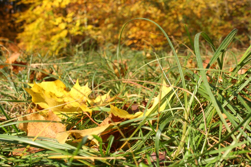 Bright fall color emerge