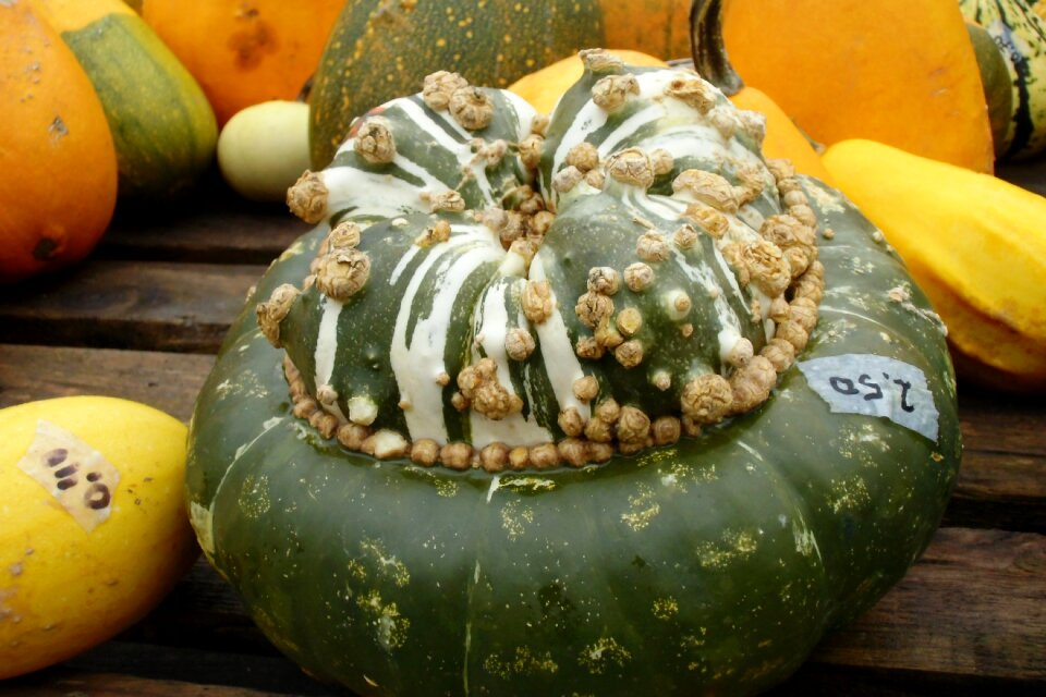 Pumpkin gourd autumn