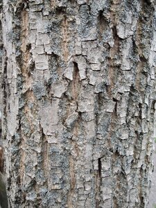 Bark tree nature