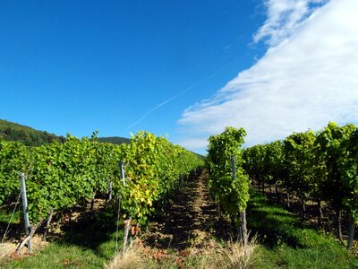 Vintage vineyards palatinate photo