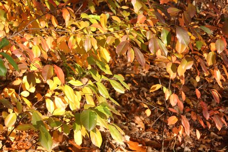 Shiny fall color emerge
