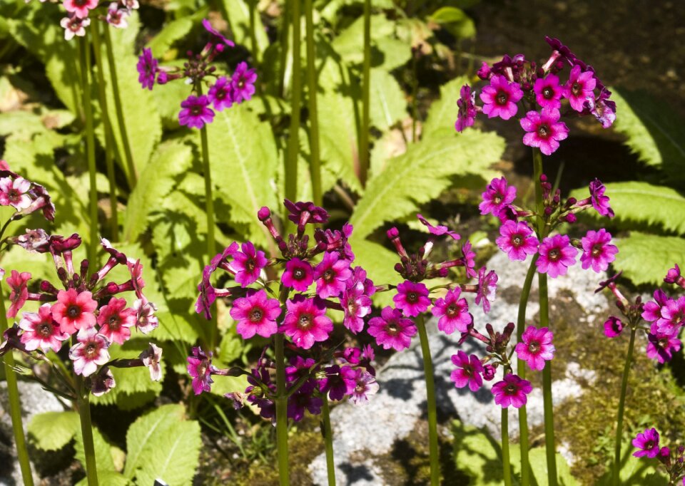 Flowers mountains height