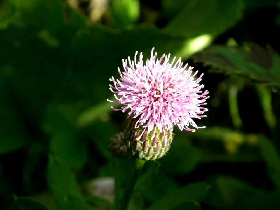 Burdock barb bloom