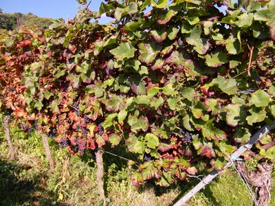 Vintage grapes palatinate