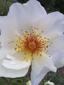 Plant petal center