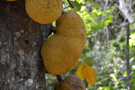 Fruit natures green photo