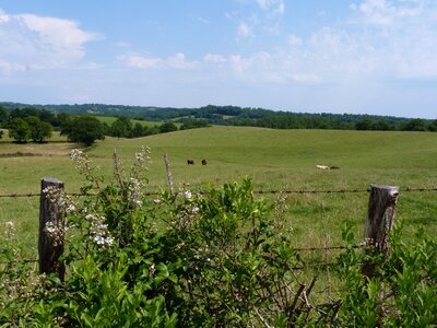 Grass prairie nature photo