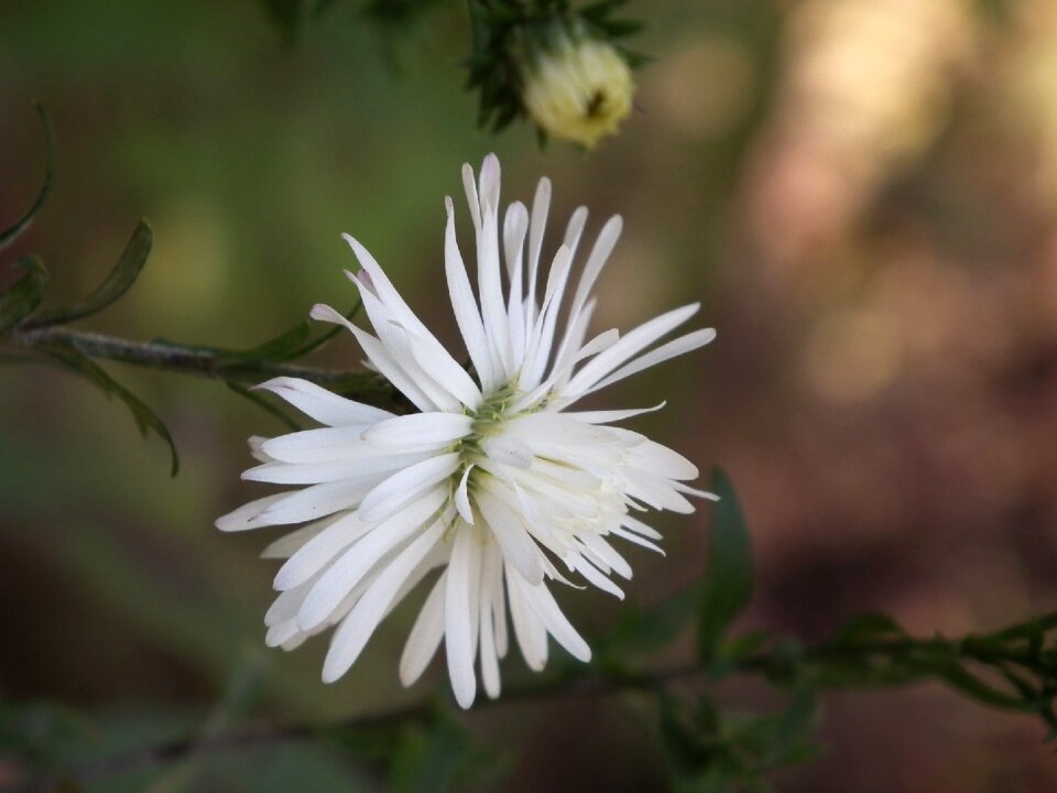 Summer flowers garden flower flowers