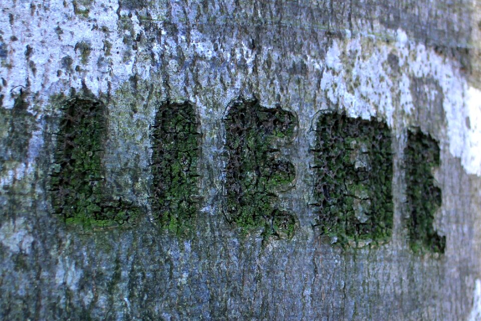 Symbol engraved eingeritzter tree