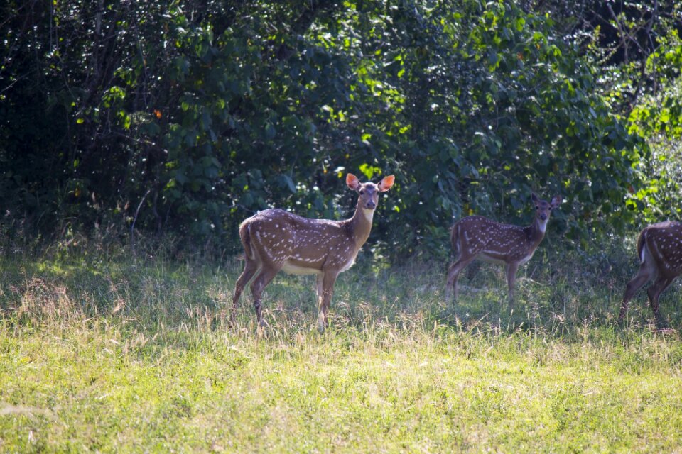 Wildlife animals nature
