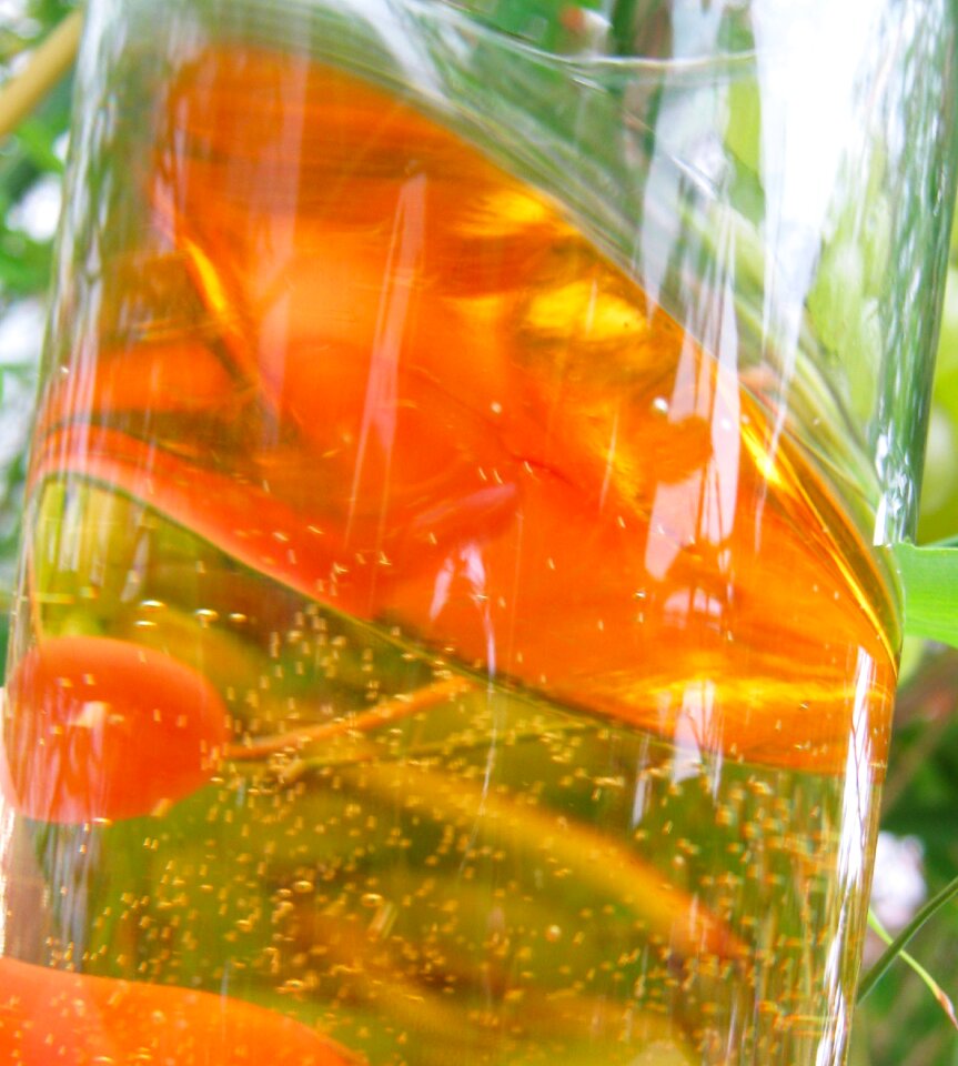 New wine vintage glass