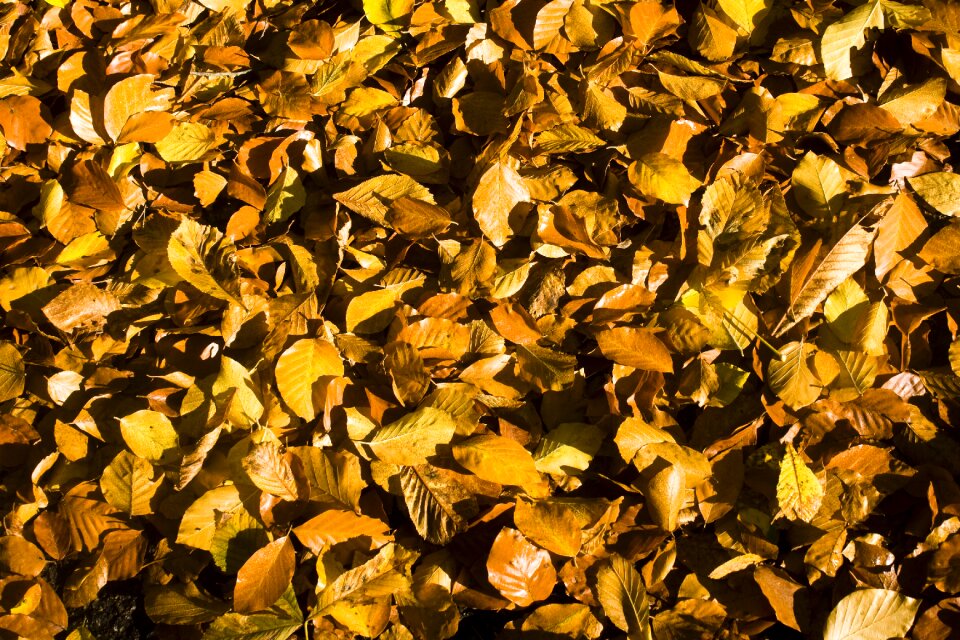 Forest wallpaper background restoration