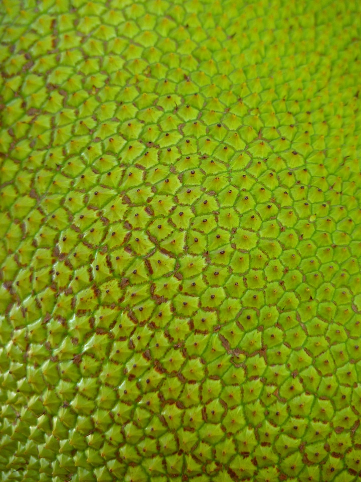 Large delicious fruit